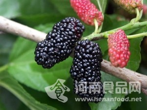 河南食品網 桑葚干