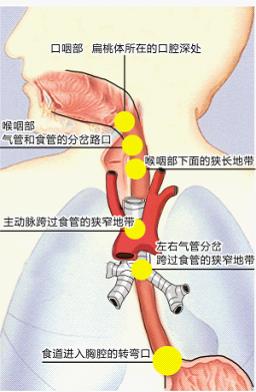食道解剖圖