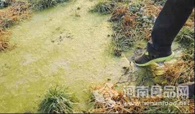 現代牧業污染嚴重