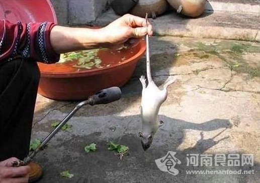 老鼠變乳鴿過程