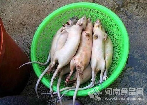 老鼠變乳鴿過程
