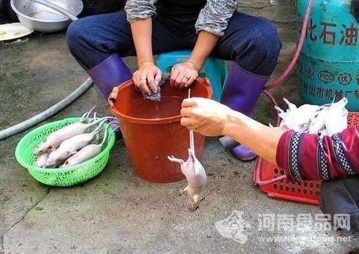 老鼠變乳鴿過程