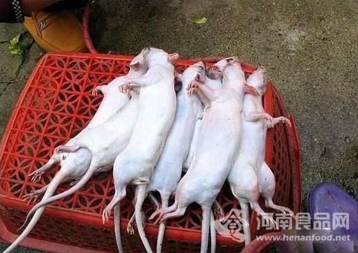 老鼠變乳鴿過程
