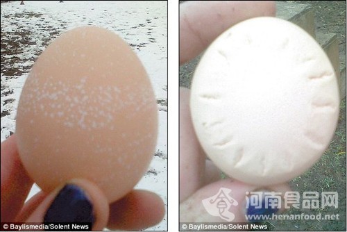 雞蛋蛋殼預報天氣