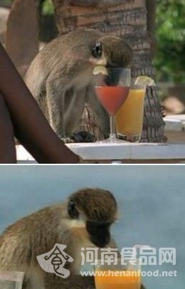 小猴嗜酒
