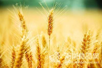 澳大利亞科學家培育出能在鹽堿地里生長的小麥