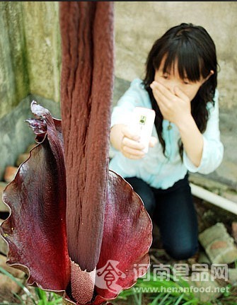 怪異魔芋花   
