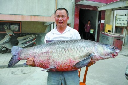 百斤大魚