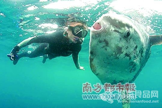 深海翻車魚