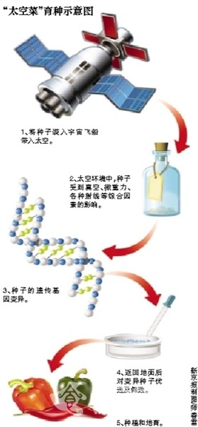 航空育種蔬菜或可成為解決食品安全和產量問題的一個重要途徑