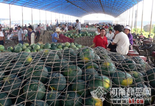 【出路】創意和人手欠缺開封西瓜節停辦 汴梁西瓜如何才能走出去(圖)