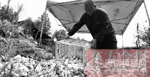 【支援】十多萬枚鴨蛋滯銷被埋掉  傷不起的“鴨司令”（圖）