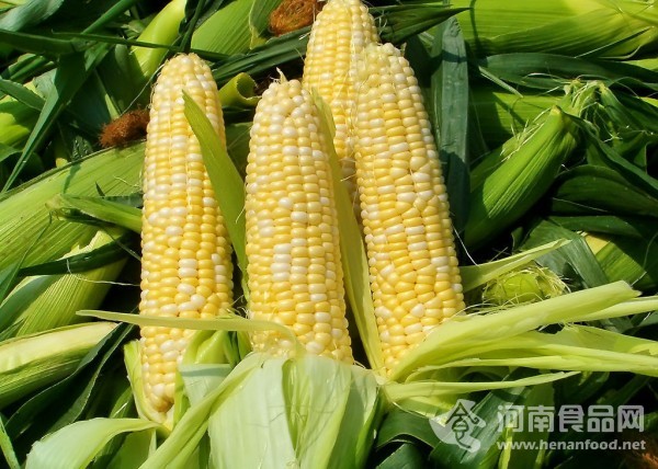 玉米