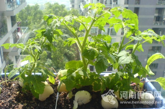自種 蔬菜