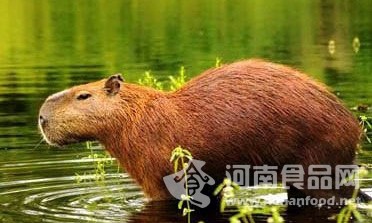 巴西水豚肉