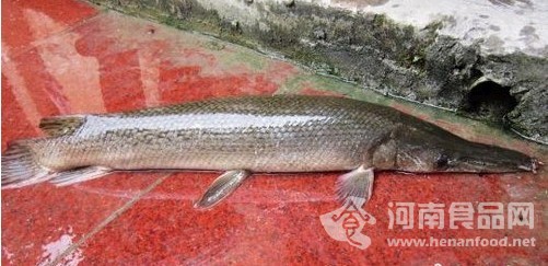 到魚塘偷食的“怪魚”被抓獲