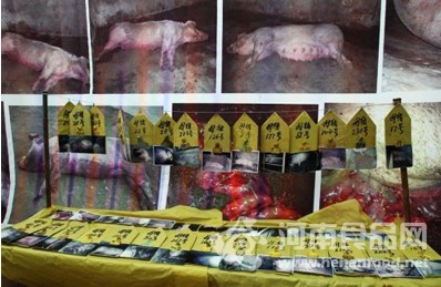 母豬意外死亡