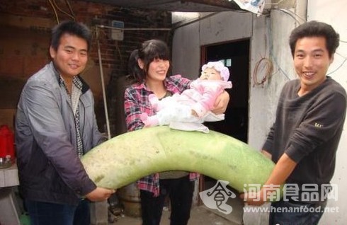 南陽巨型冬瓜