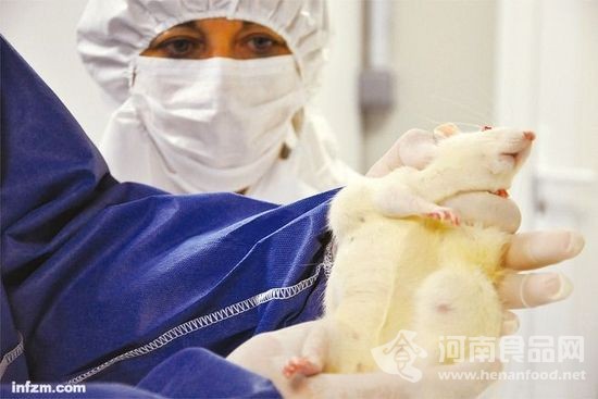 “轉基因玉米致癌試驗”中患了腫瘤的實驗大鼠