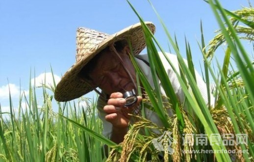 竹稻之父”鐘章美在觀察研究竹稻