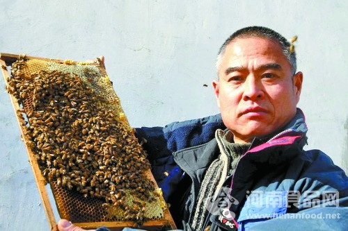 這些蜜蜂是否真不蜇人