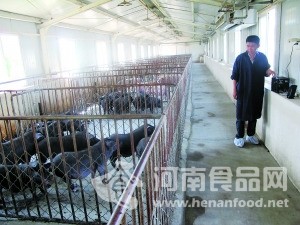養豬公司