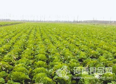 超銀學校農場里種植的大白菜