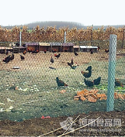 超銀學校農場里養殖的雞群