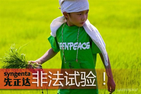 半月食囈黃金大米