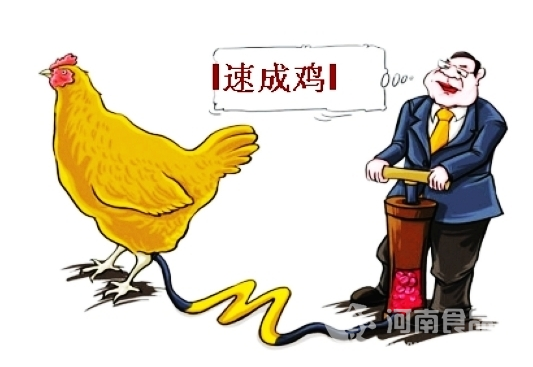 速成雞