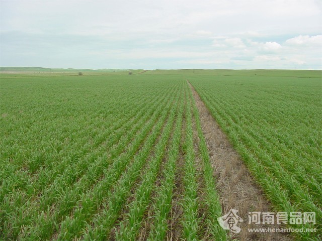 全省小麥生長態勢