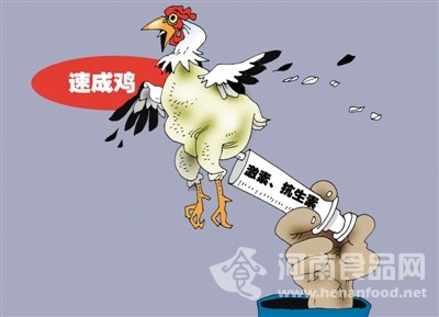 速成雞”：關鍵在監管