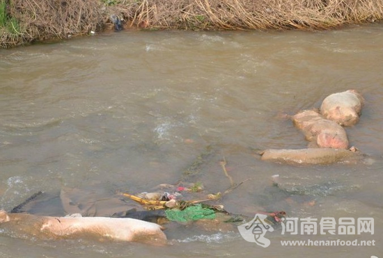 三門峽靈寶農澗河現死豬