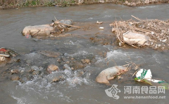 三門峽靈寶農澗河現死豬