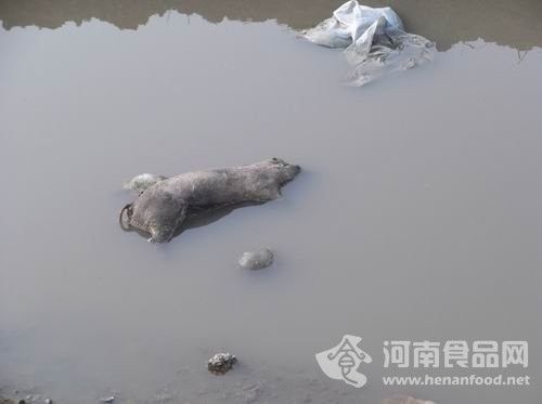 河道上的死豬
