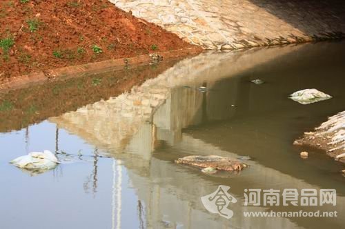 河道上的死豬