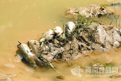 黃河引水支渠漂流的死魚