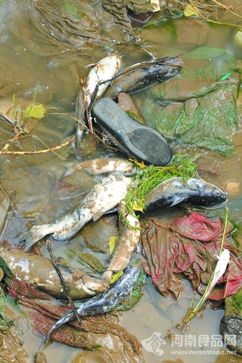 黃河引水支渠漂流的死魚