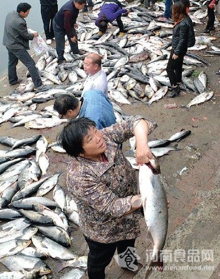 岸邊堆了一堆魚