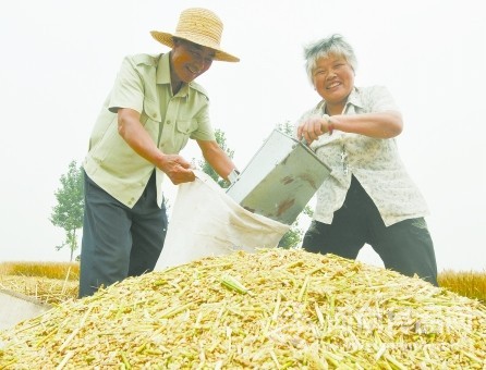 河南糧食系統共為夏糧收購準備