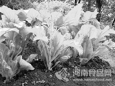 市民勿采集不熟悉的野菜食用