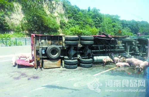 連霍高速一大貨車側翻 100多頭豬滿地撒歡兒