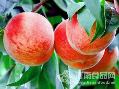 4000余民眾聚集河南洛陽老君山品嘗蟠桃盛宴