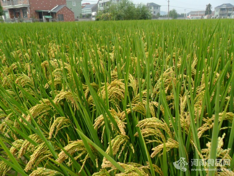 粳稻期貨有望年內上市　“三駕馬車”撐起稻谷產業鏈