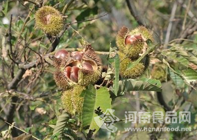 信陽板栗豐收缺少勞力采摘 收購價低銷路難