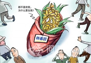 我國已批準商業化種植的轉基因作物只有棉花和番木瓜