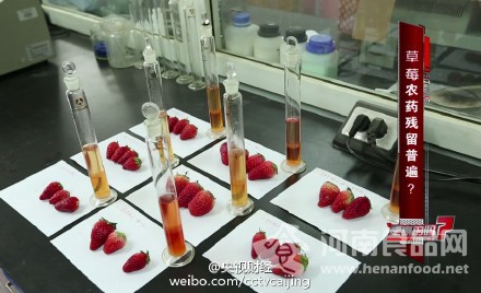 曝草莓種植普遍使用違禁農藥 長期食用或致癌