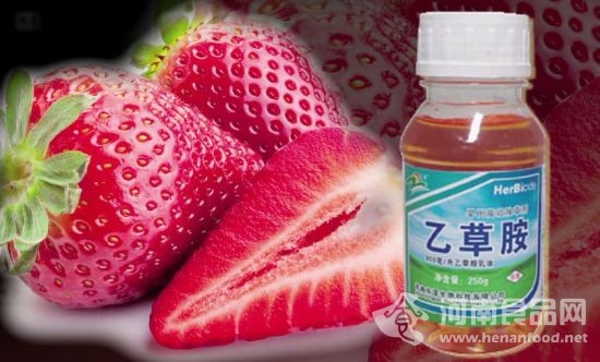  曝草莓種植普遍使用違禁農藥 長期食用或致癌